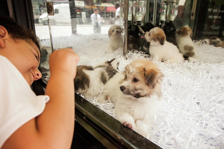 Puppies In Store Window Digital Art by Giovanni Simeone