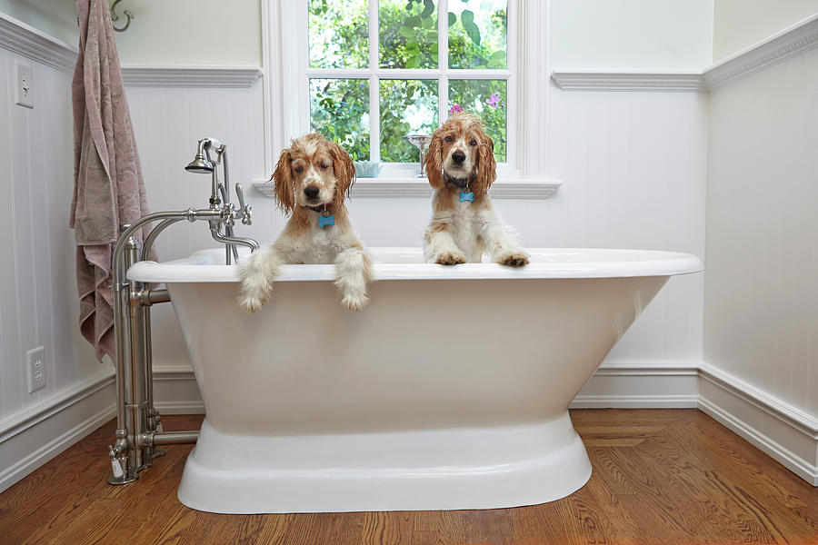 Animal Digital Art - Puppies Inside Bathtub by Tony Garcia