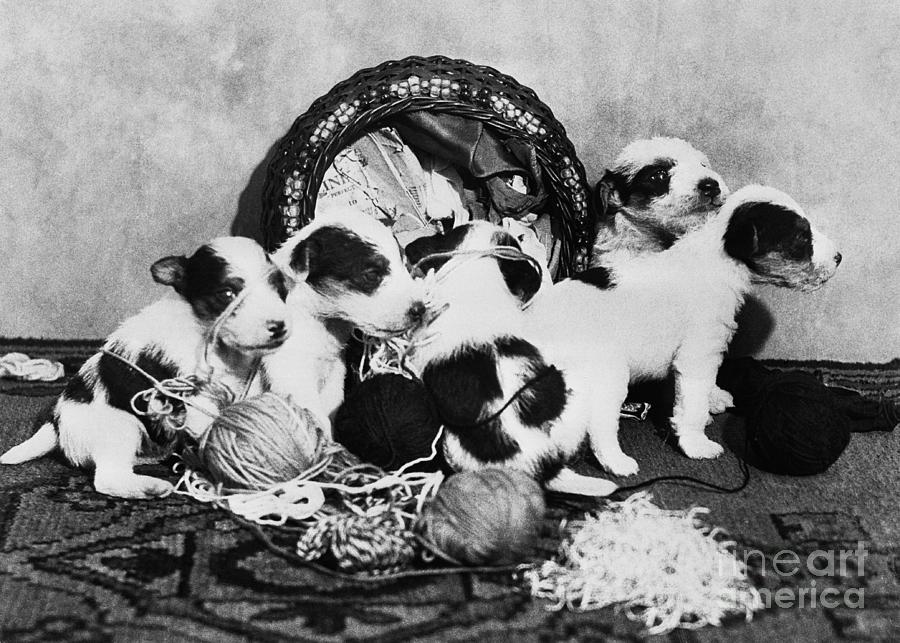 Puppies Overturning Knitting Basket Photograph by Bettmann