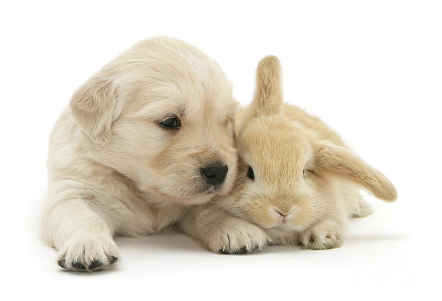 cute puppy and bunny