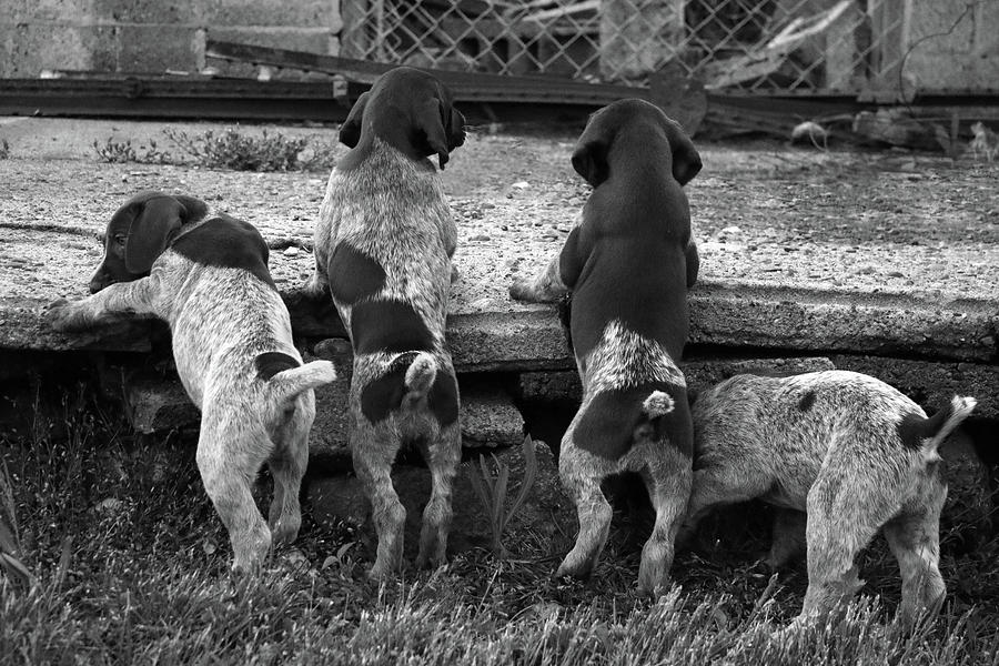 Puppy Butts BW Photograph by Brook Burling