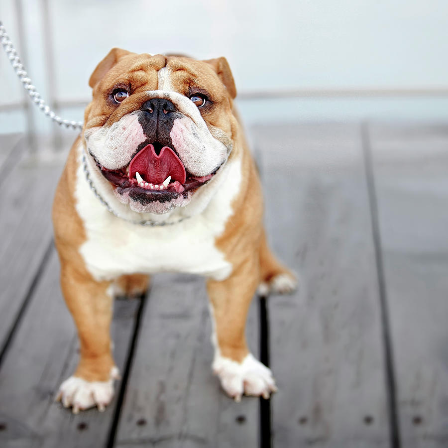 Animal Photograph - Puppy Dog Breed English Bulldog by Maika 777