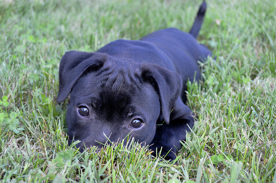 Puppy Dog Eyes Photograph by Amanda Clase - Fine Art America