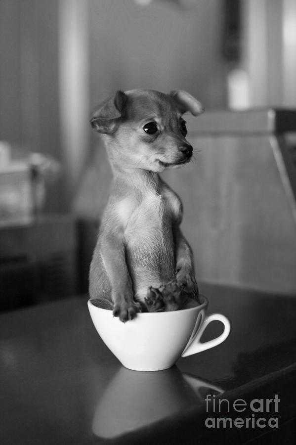 Puppy Dog In A Cup Of Coffee Photograph by Stokkete