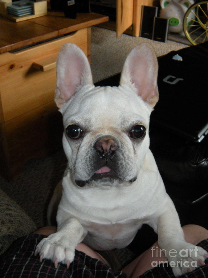 Puppy Frenchie Photograph by Barbra Telfer