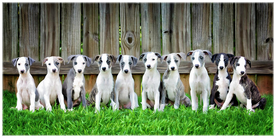 Puppy Heaven by Phyllis Burchett Puppy Heaven by Phyllis Burchett