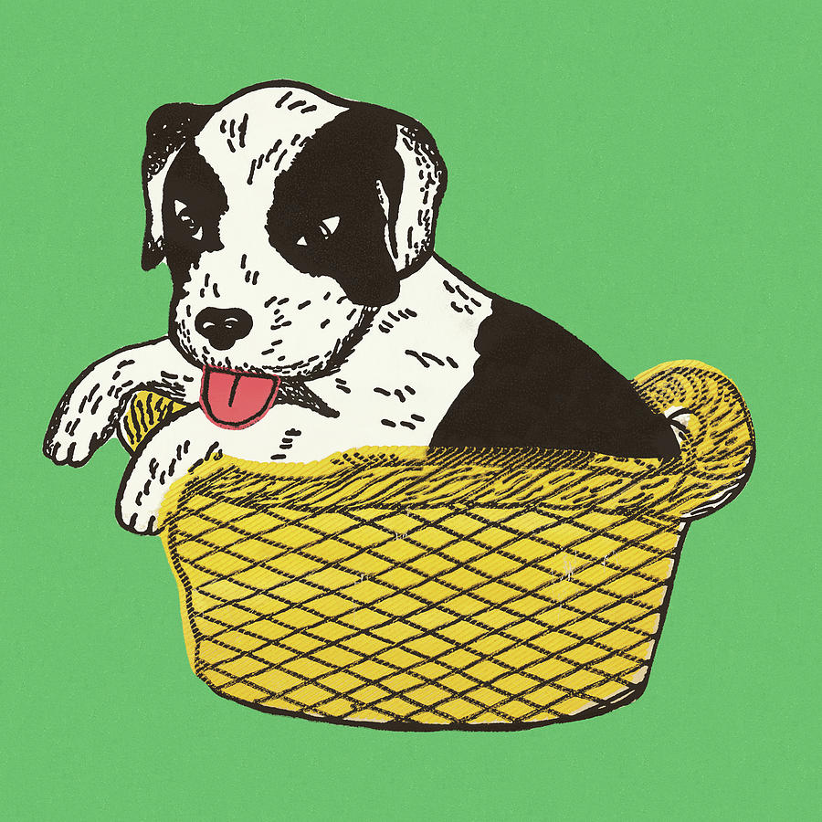 Vintage Drawing - Puppy in a Basket by CSA Images