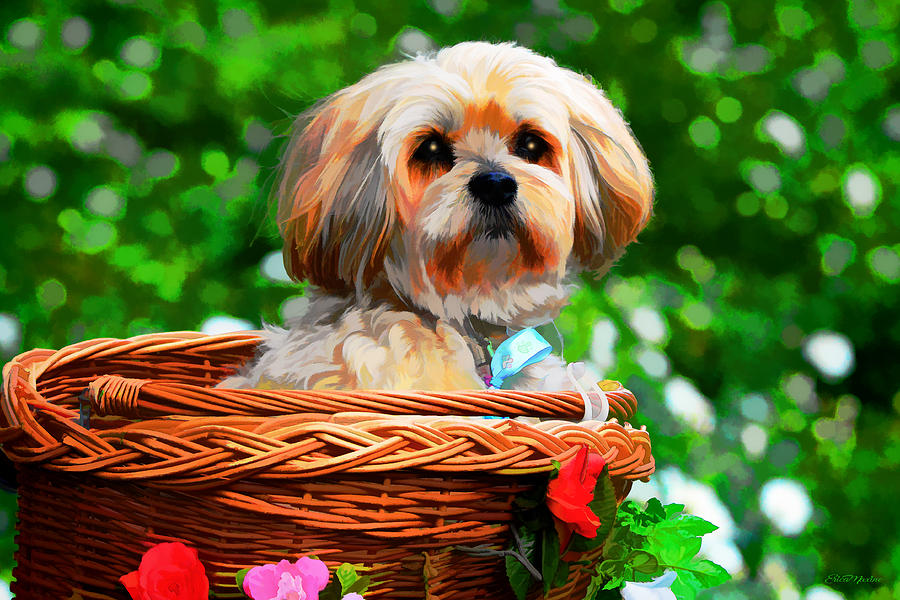 Puppy in a Basket Lhasa Apso - Painting by Ericamaxine Price Puppy in a Basket Lhasa Apso - Painting by Ericamaxine Price