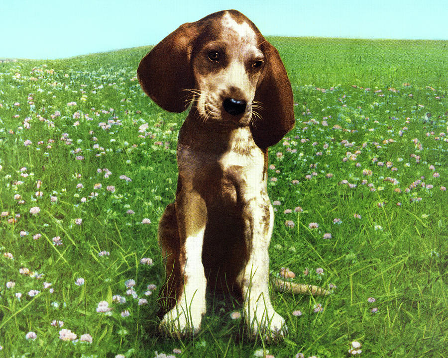 Vintage Drawing - Puppy in A Big Green Field by CSA Images