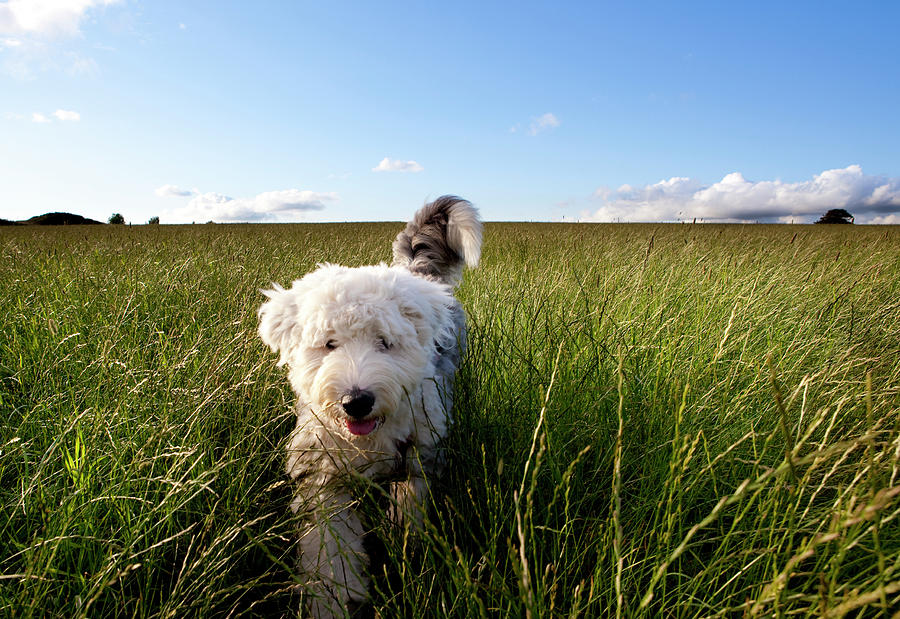 Puppy In A Field Photograph by Lockiecurrie