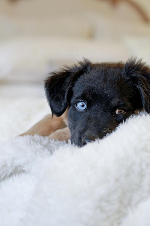 Puppy Lying On Soft Blanket Photograph by Angela Auclair