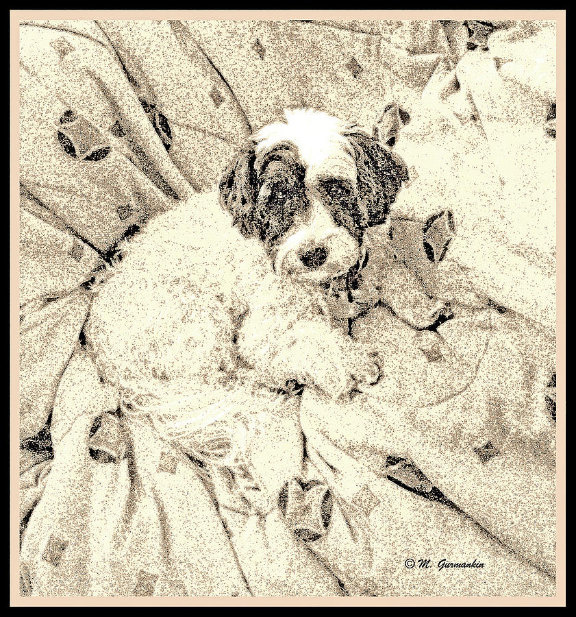 Puppy on a Blanket Photograph by A Macarthur Gurmankin