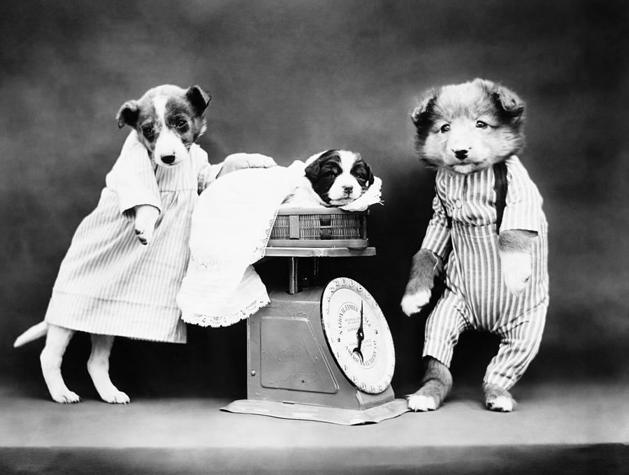 Puppy On A Scale - Weighing The Baby - Harry Whittier Frees Photograph by War Is Hell Store