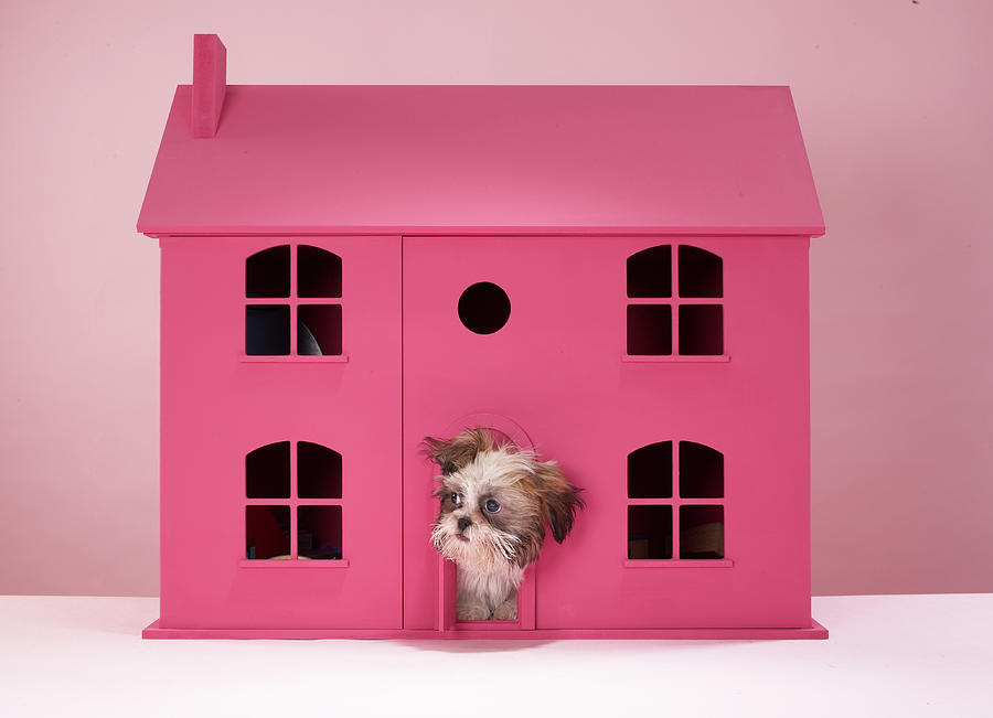 Puppy Peering Out Of Dolls House Photograph by Martin Poole