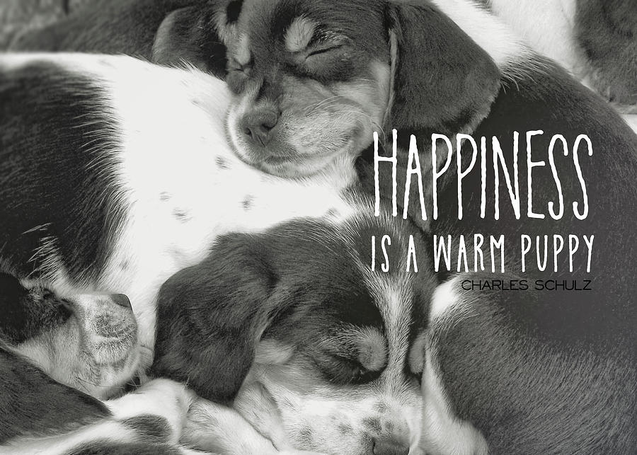 PUPPY PILE quote Photograph by JAMART Photography