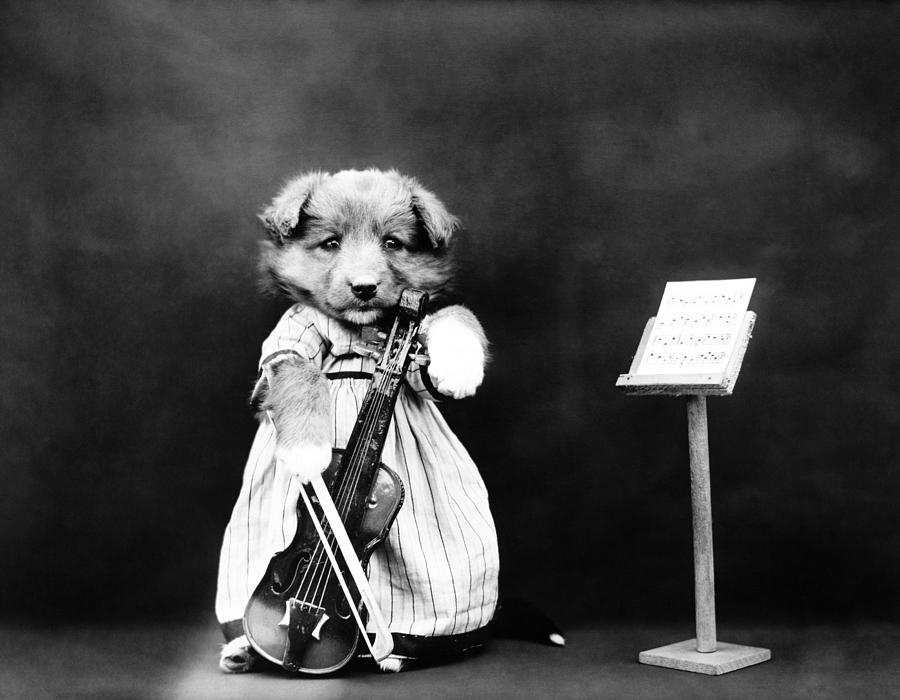 Puppy Playing Cello - The Fiddler - Harry Whittier Frees Photograph by War Is Hell Store