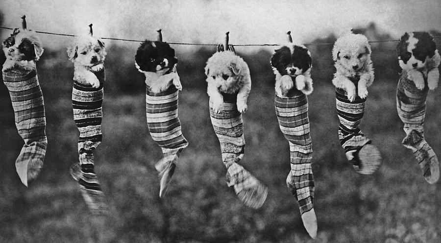 Puppy Wash Day Photograph by Archive Photos Puppy Wash Day Photograph by Archive Photos