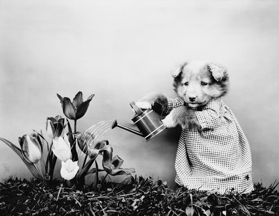 Puppy Watering Flowers - Harry Whittier Frees Photograph by War Is Hell Store