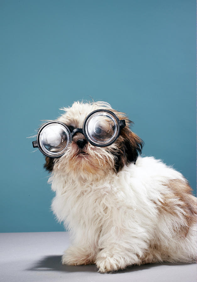 Puppy Wearing Thick Glasses Photograph by Martin Poole