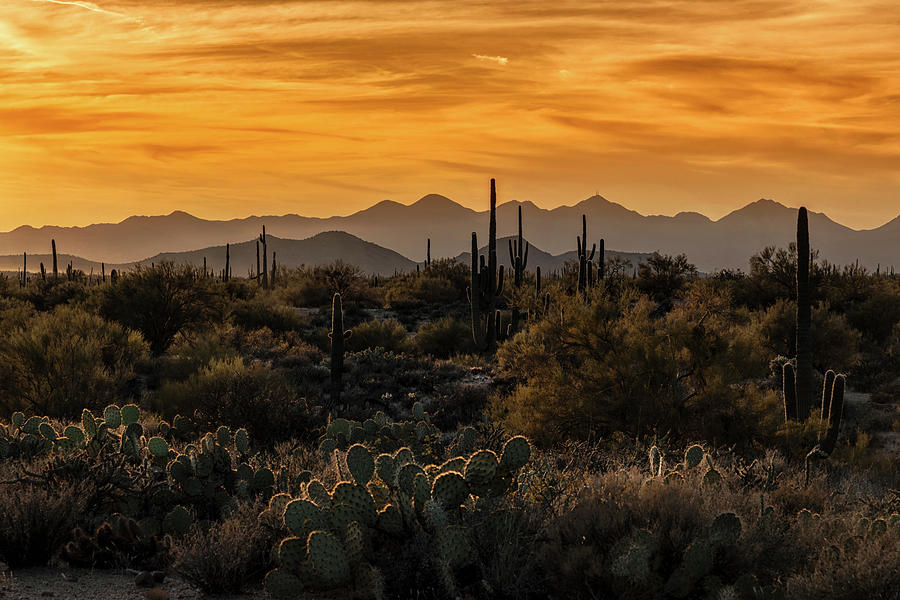 Sunset Photograph - Pure Gold In The Sonoran by Saija Lehtonen
