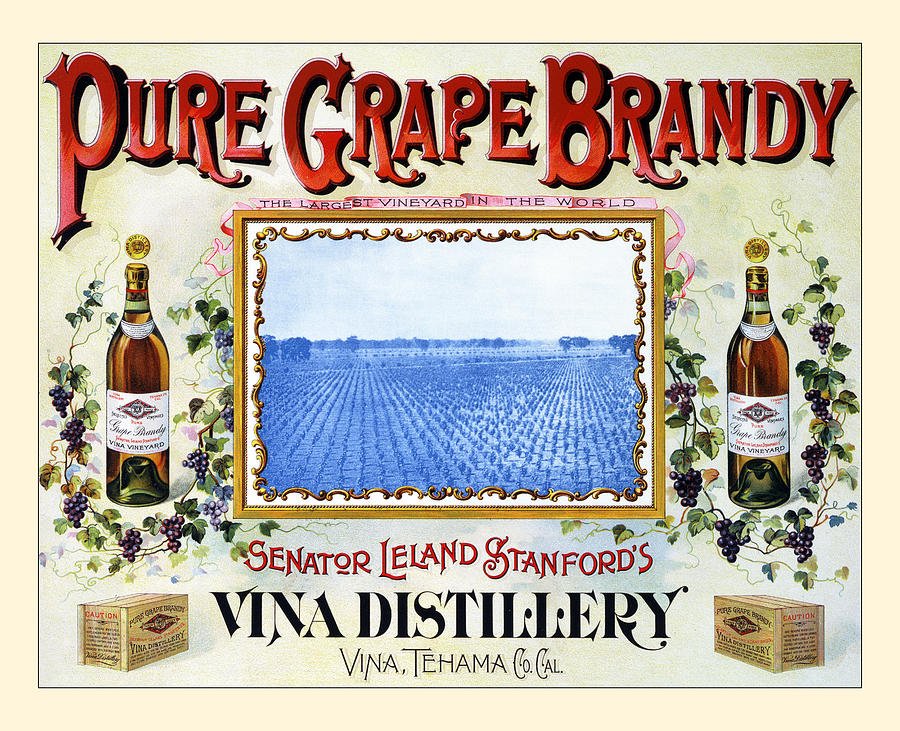Pure Grape Brandy Painting by Unknown
