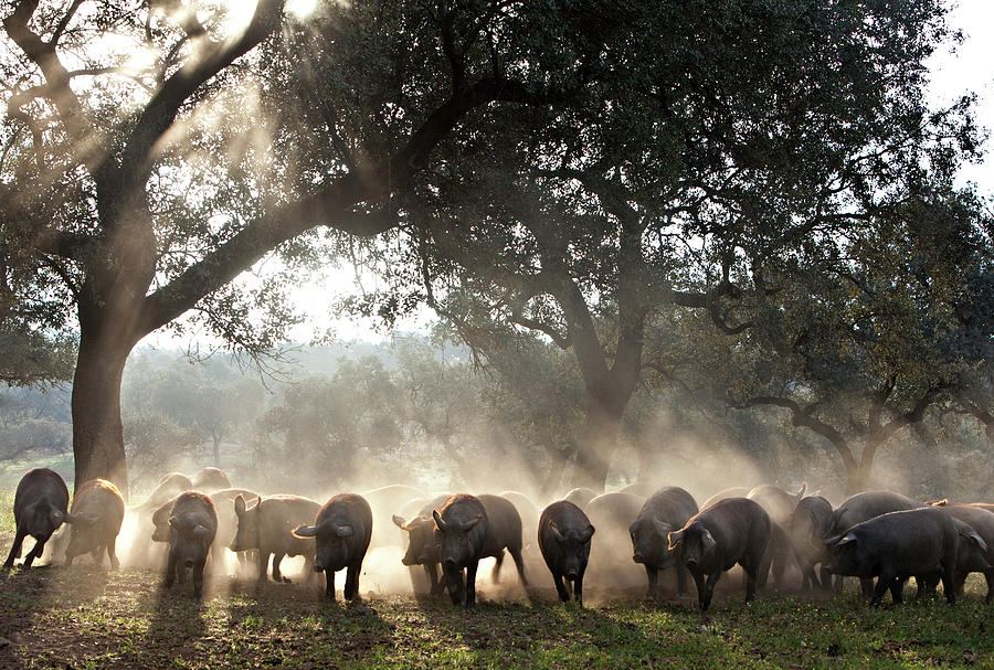 Pure Iberian Pigs Feed On Grasslands At Photograph by Diego Lezama Pure Iberian Pigs Feed On Grasslands At Photograph by Diego Lezama