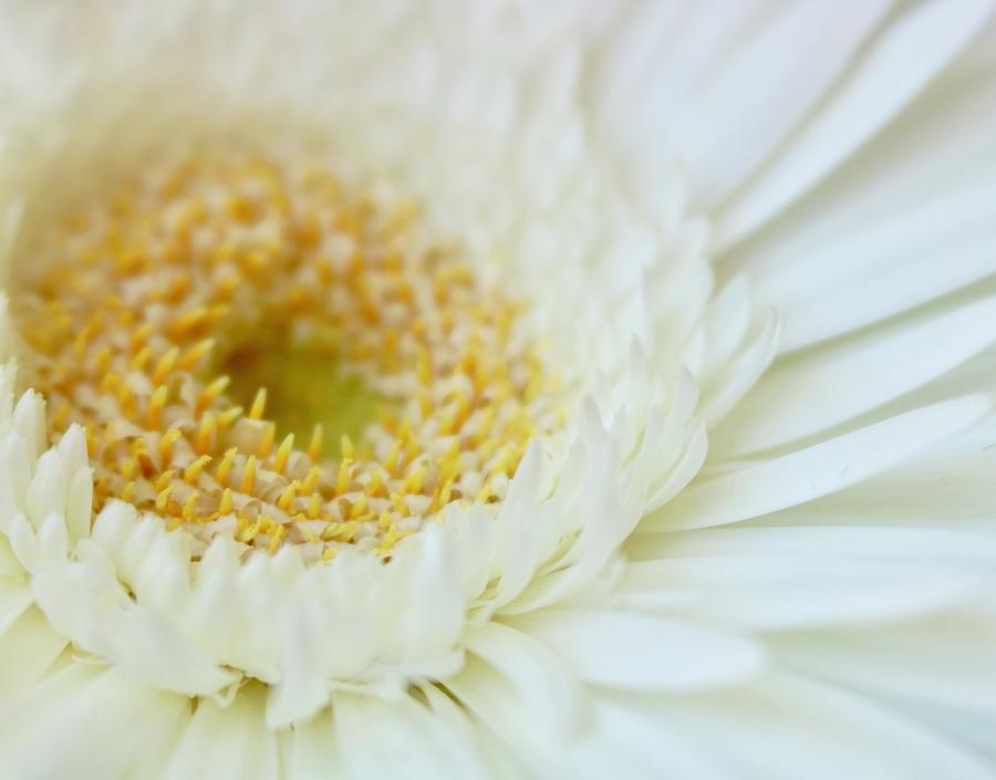 Pure Joy by Sandra Day Pure Joy by Sandra Day