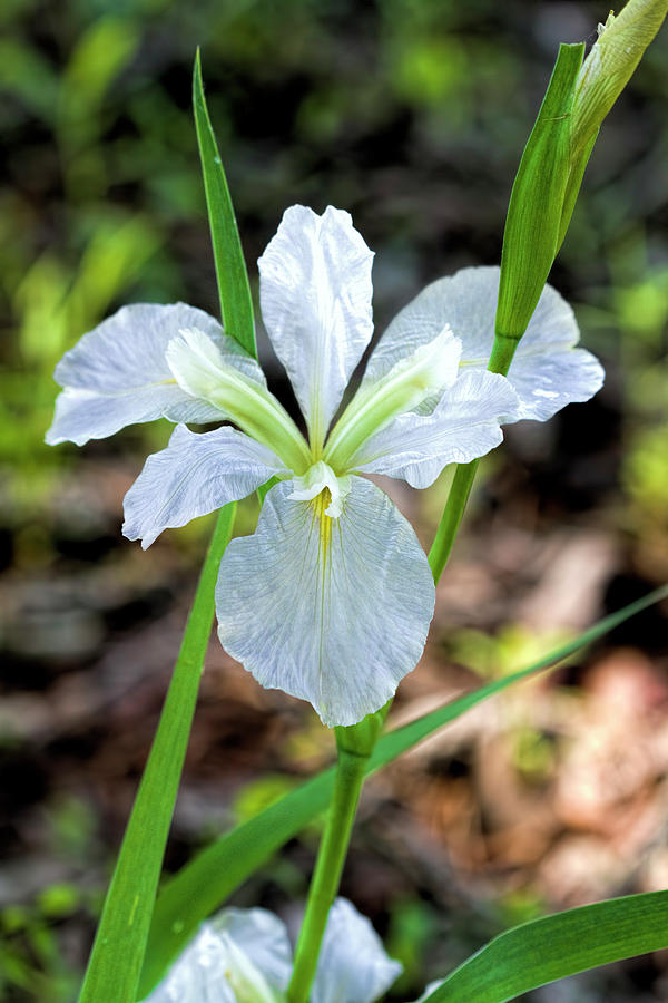 clarks botanic iris