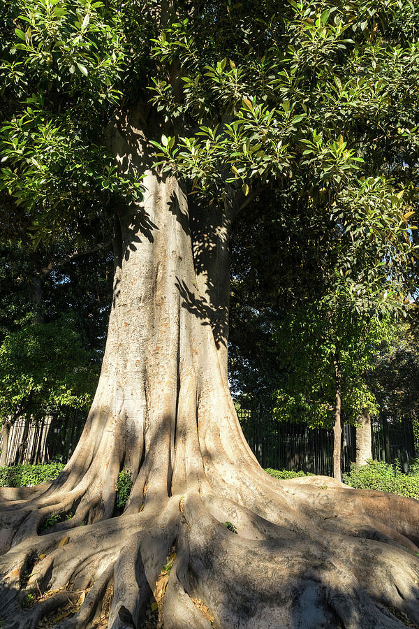 Pure Power - a Giant Ficus Tree in Jardines de Murillo Photograph by Georgia Mizuleva