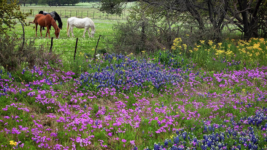 Horse Photograph - Bluebonnets and Pure Texas  by Harriet Feagin