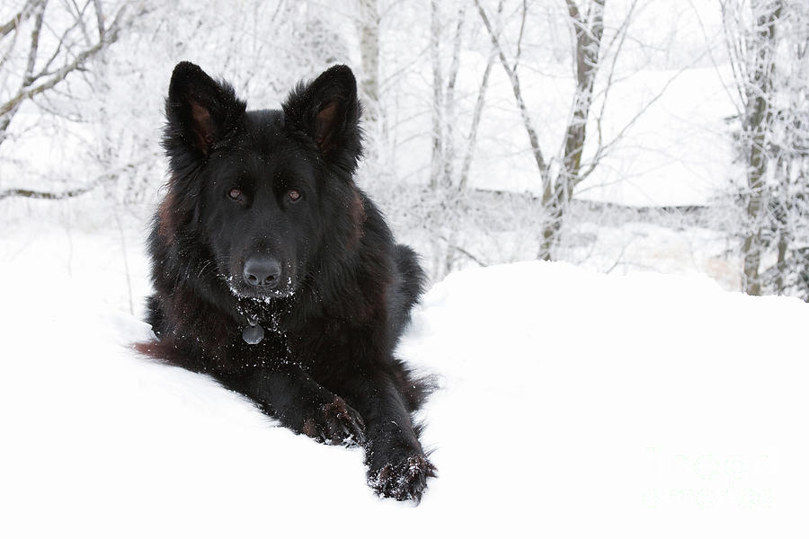 Purebred Black Long Haired German Shepherd Dog In Snow Photograph