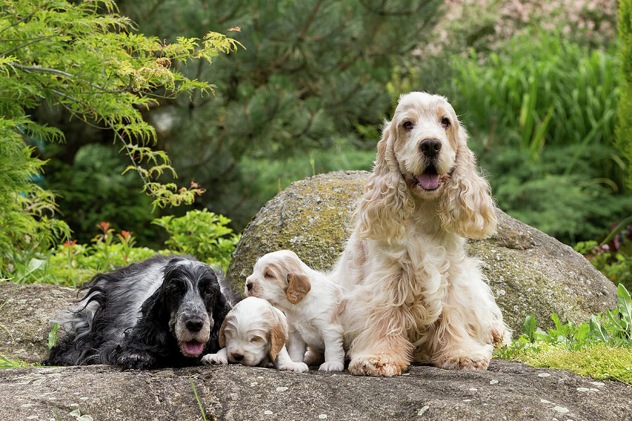 purebred english cocker spaniel