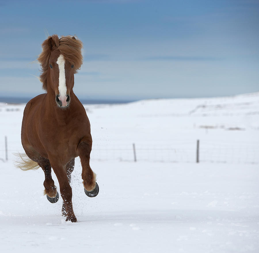 Purebred Icelandic Stallion Running In Photograph by Arctic-images
