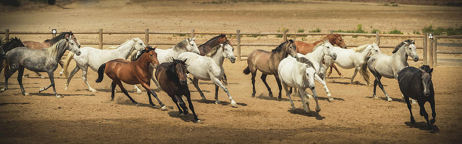 Purebred Spanish Horses Photograph by Luis GA