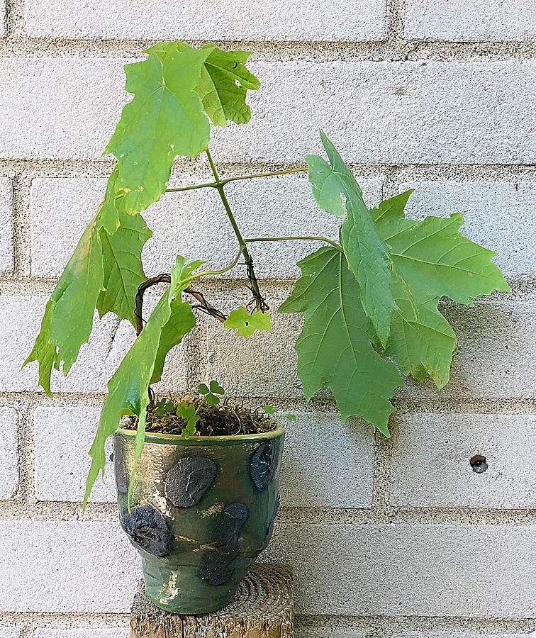 Purely Canadian Bonsai #2 by Mario MJ Perron Purely Canadian Bonsai #2 by Mario MJ Perron