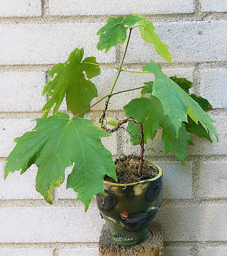 Purely Canadian Bonsai #3 by Mario MJ Perron Purely Canadian Bonsai #3 by Mario MJ Perron