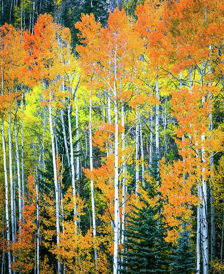 Purgatory Ski Area Aspen Photograph by Tom Garrett - Fine Art America