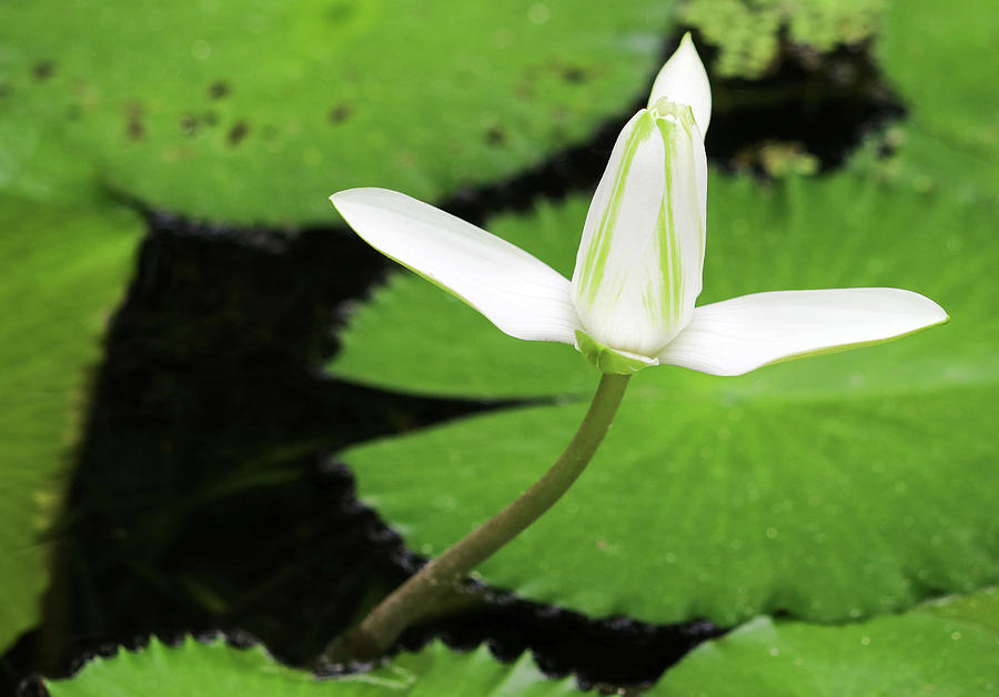 Purity Lotus Photograph by Mary Anne Delgado