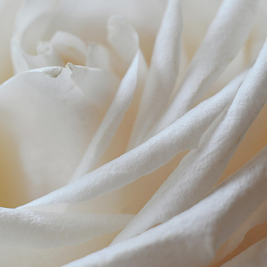 Purity Photograph by Michelle Wermuth