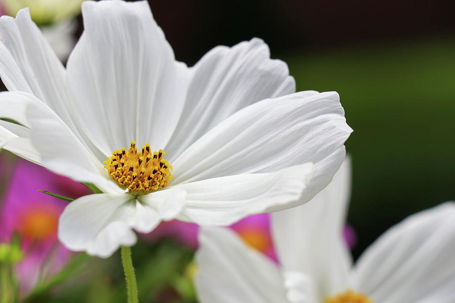 Purity Petals Photograph by Mary Anne Delgado