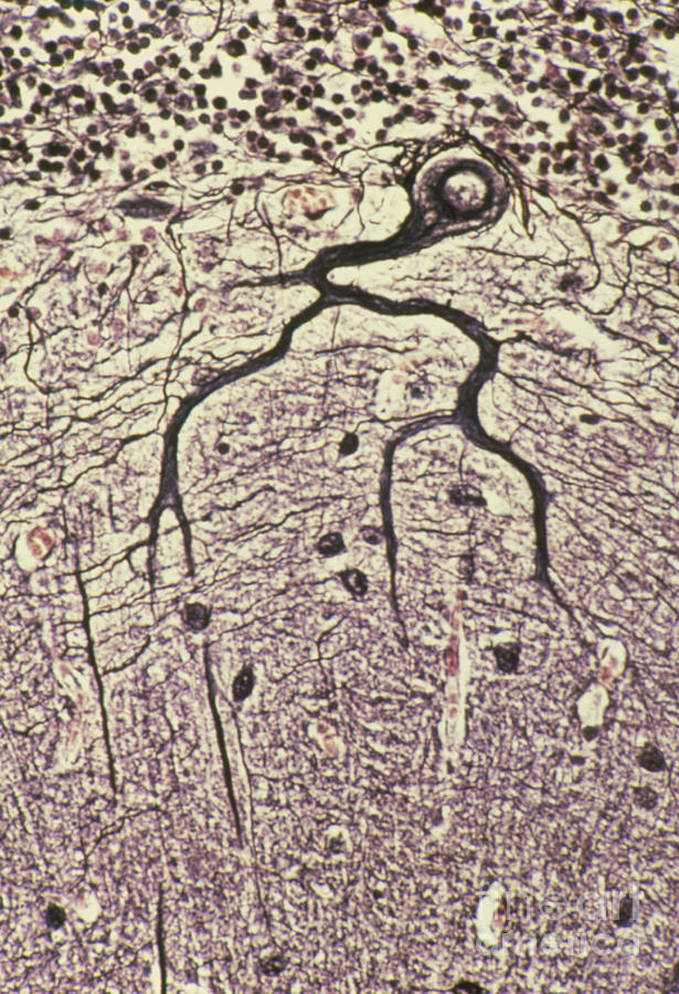 Purkinje Nerve Cell Photograph by Astrid & Hanns-frieder Michler/science Photo Library