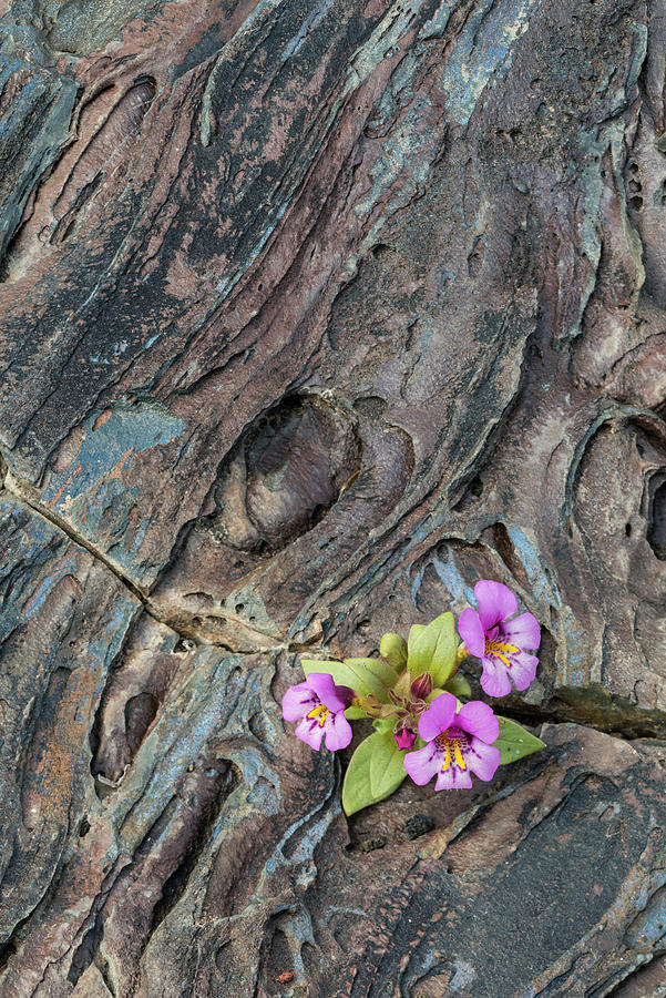 Purole Monkeyflower In Old Lava Photograph by Jeff Foott