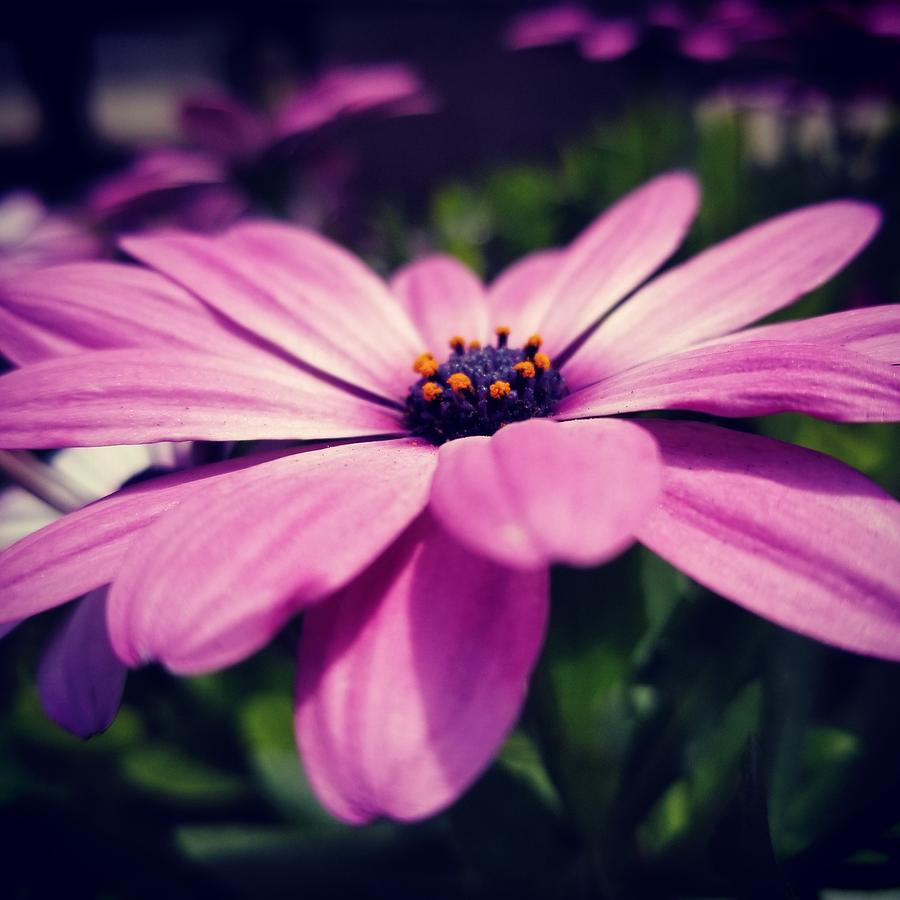 Purple African Daisy Photograph by Kimberly Gaudi - Pixels