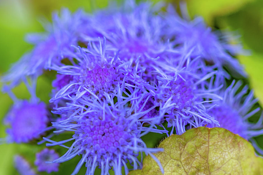 Purple Ageratum by Mary Courtney Purple Ageratum by Mary Courtney