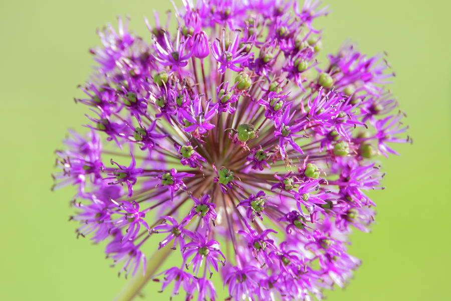 Purple Allium Flower Photograph by Scott Lyons