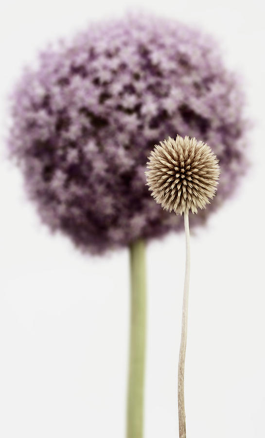Still Life Photograph - Purple Allium With Dried Flower by Tom Quartermaine