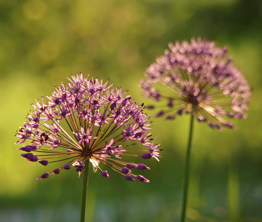 Purple Alliums Photograph by Photograph By Abigail King