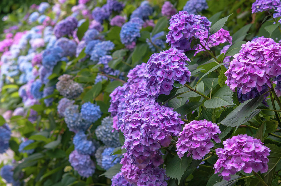 Purple and Blue Hydrangea Blooms Photograph by Jenny Rainbow