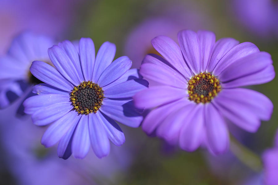 Purple and Blue. Swan River Daisies  Photograph by Jenny Rainbow