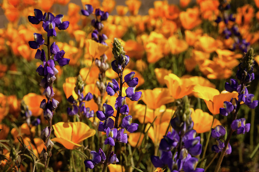 Purple and Gold by Rick Furmanek Purple and Gold by Rick Furmanek